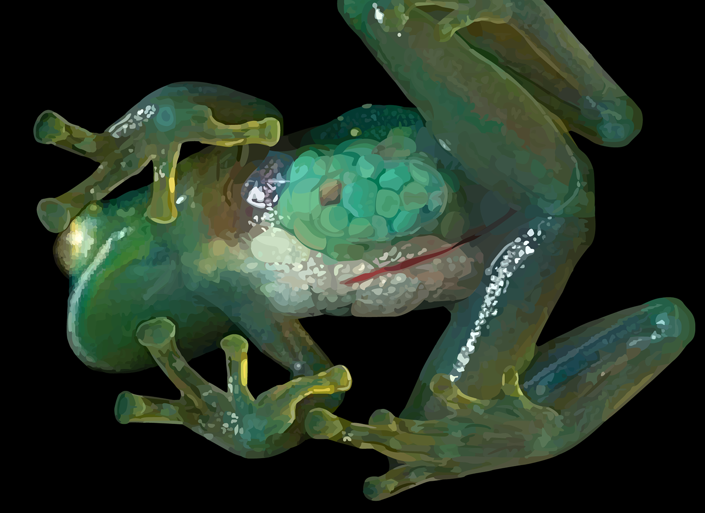 Земноводные печень. Стеклянная лягушка (Glass Frog). Бахромчатая стеклянная лягушка. Стеклянная лягушка Флайшмана. Стеклянные лягушки Centrolenidae.