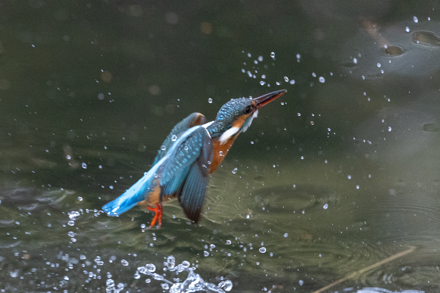 Blue Jewel Hovering kingfisher