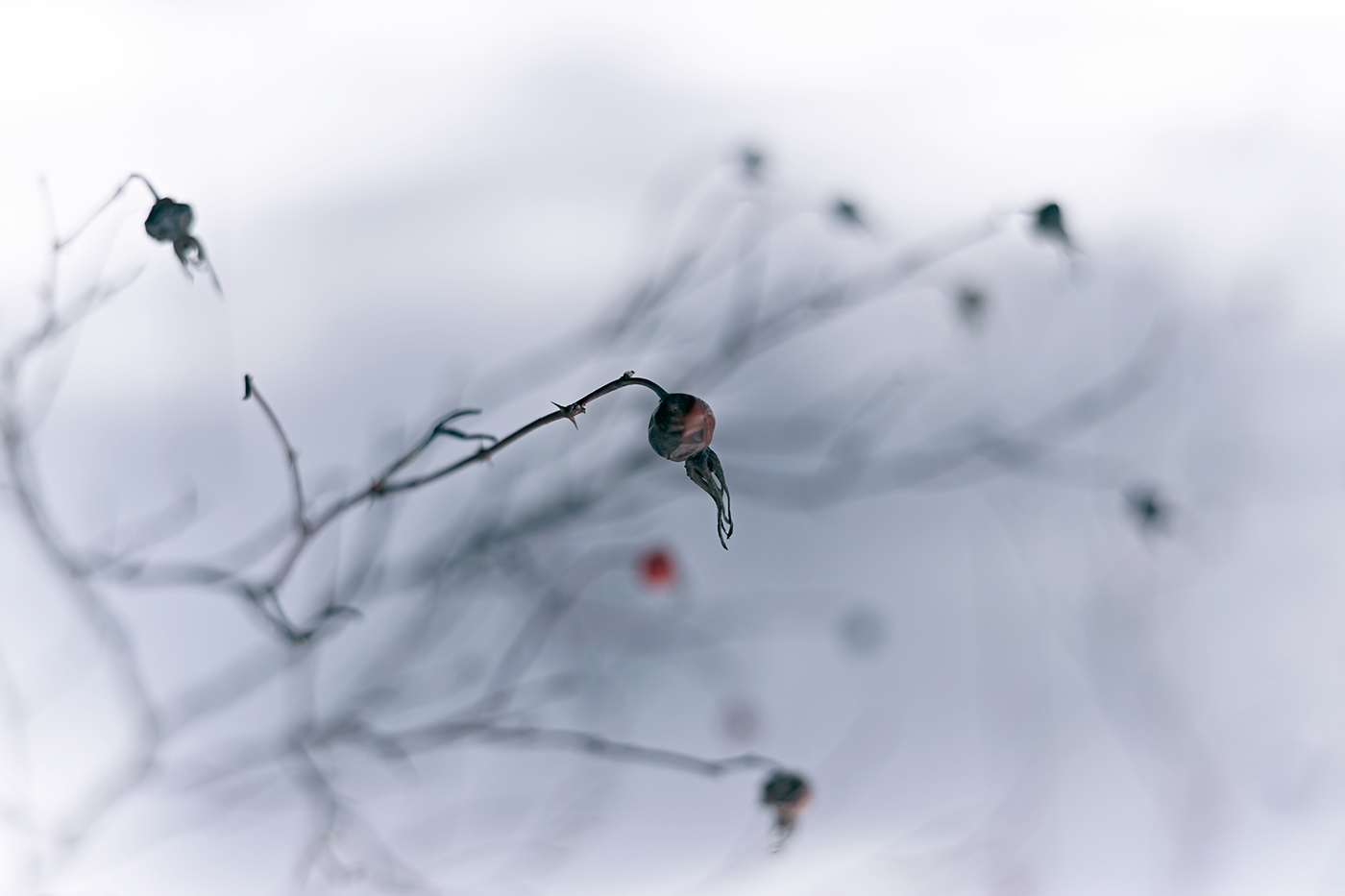Nature winter branch berries snow clean light plastic rhythm minimum macro dry spring Awakening