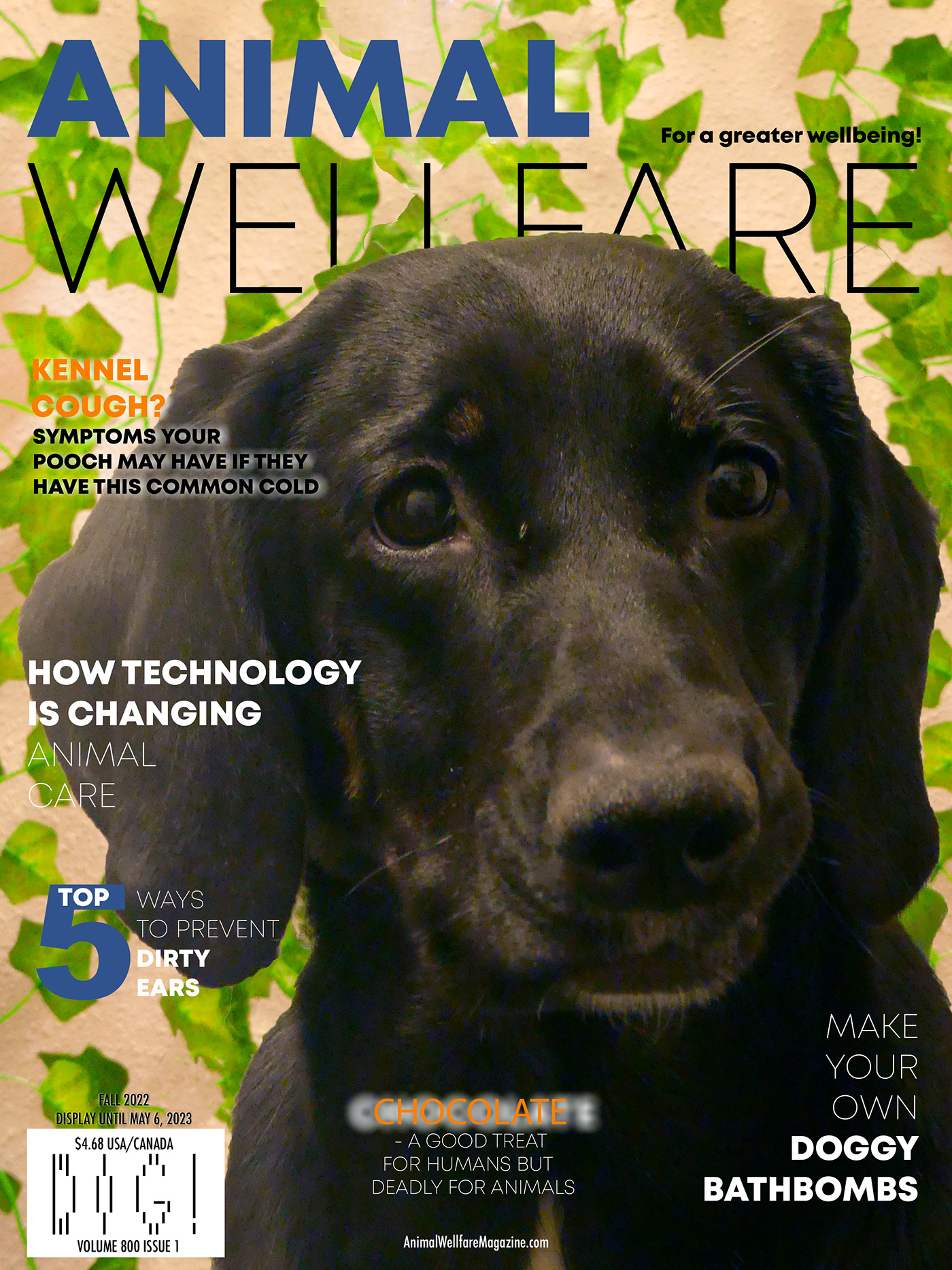 design dog Magazine Cover