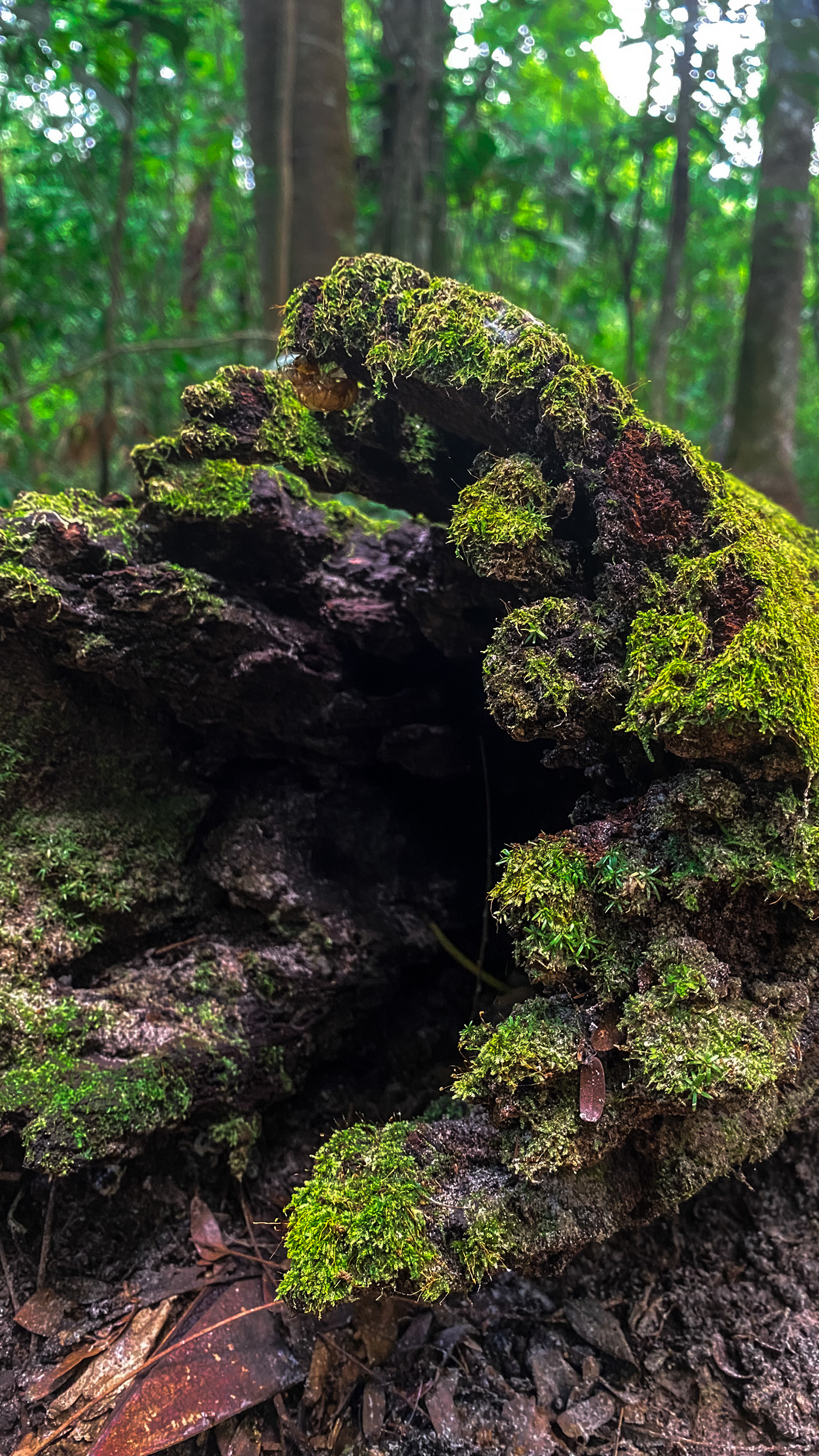 trees moss naturephotography forest floresta musgo wood Fotografia Árvore