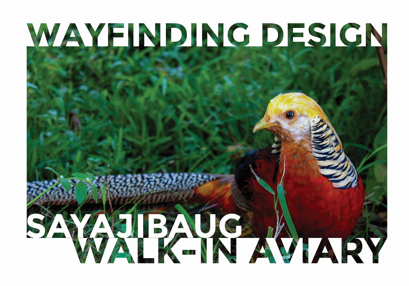 wayfinding wayfinding system wayfinding design Signage signage design Aviary Booklet brand identity zoo booklet design