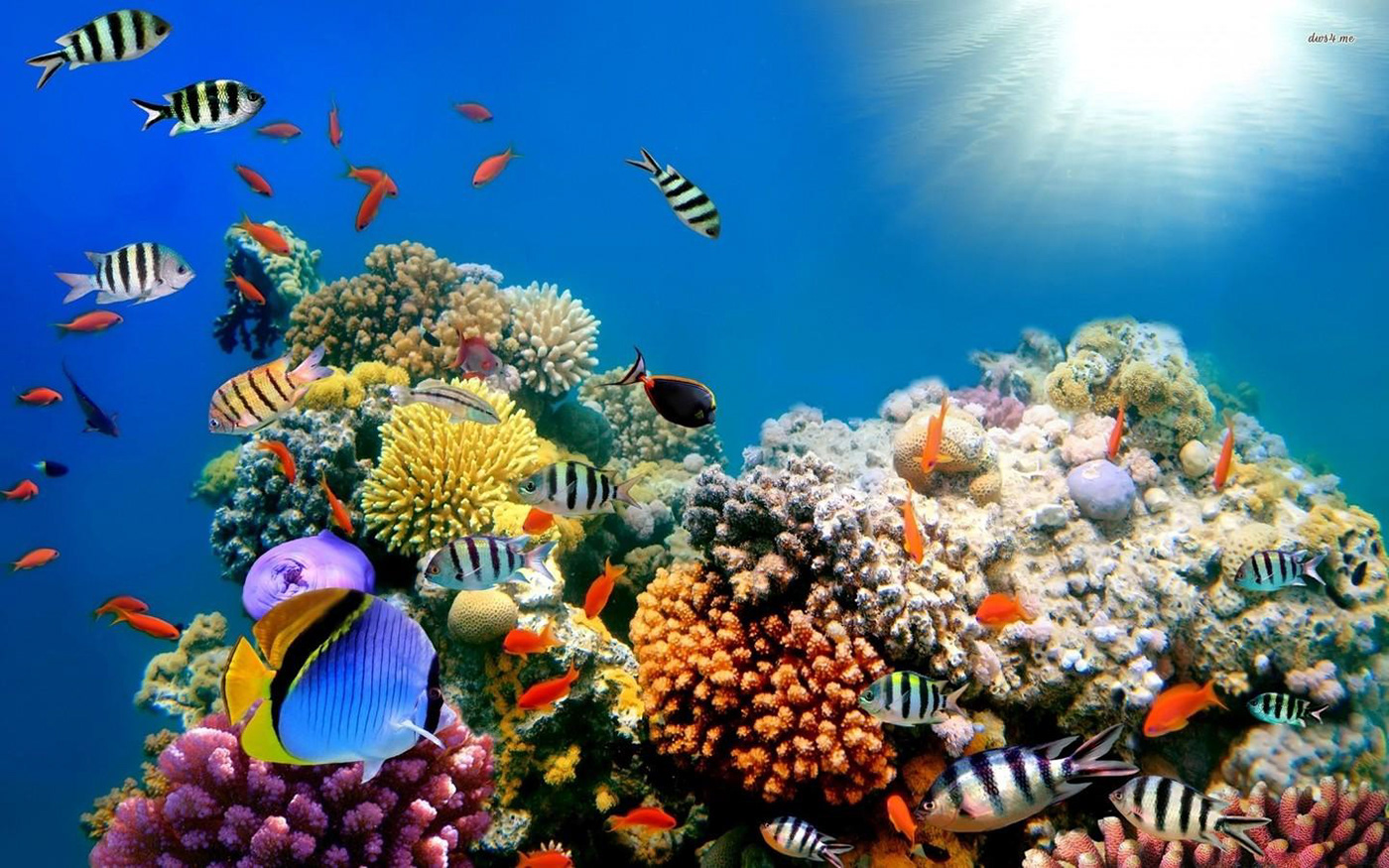 Image may contain: aquarium, underwater and coral