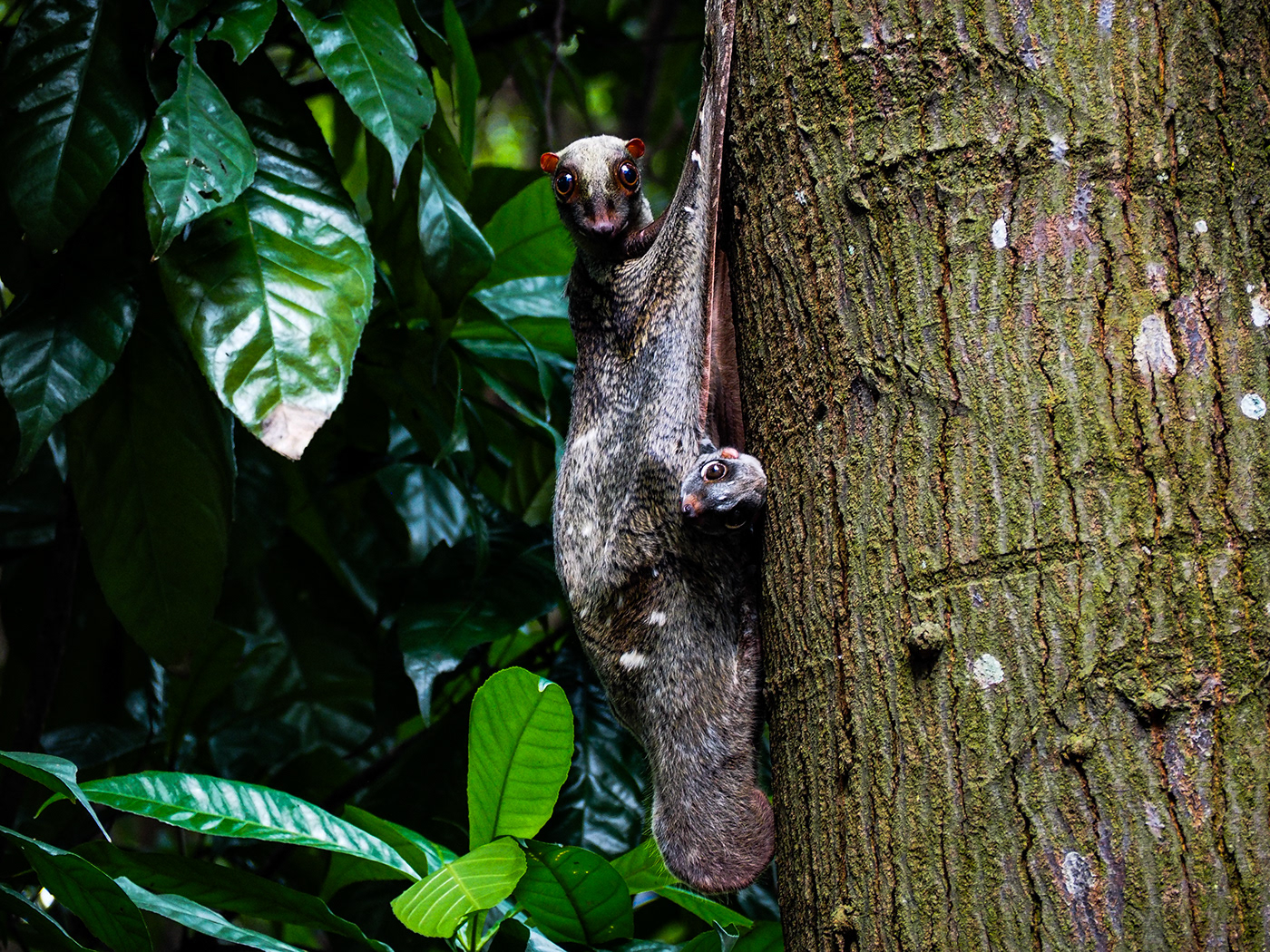 Nature animals nature photography forest singapore Wildlife photography motherhood baby colugo flying lemur
