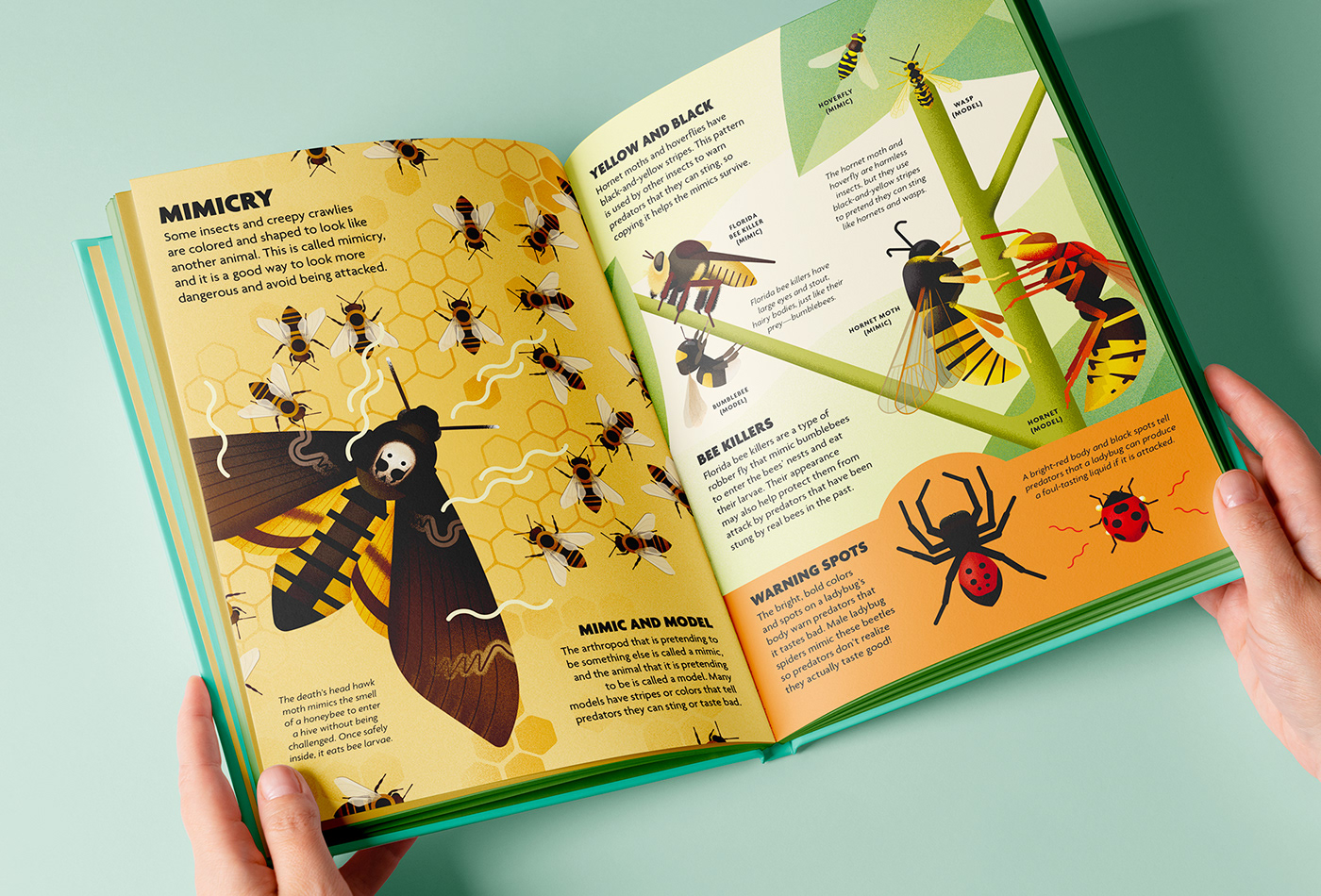 Arachnid bug children's book educational entomology ILLUSTRATION  insect Nature Picture book science