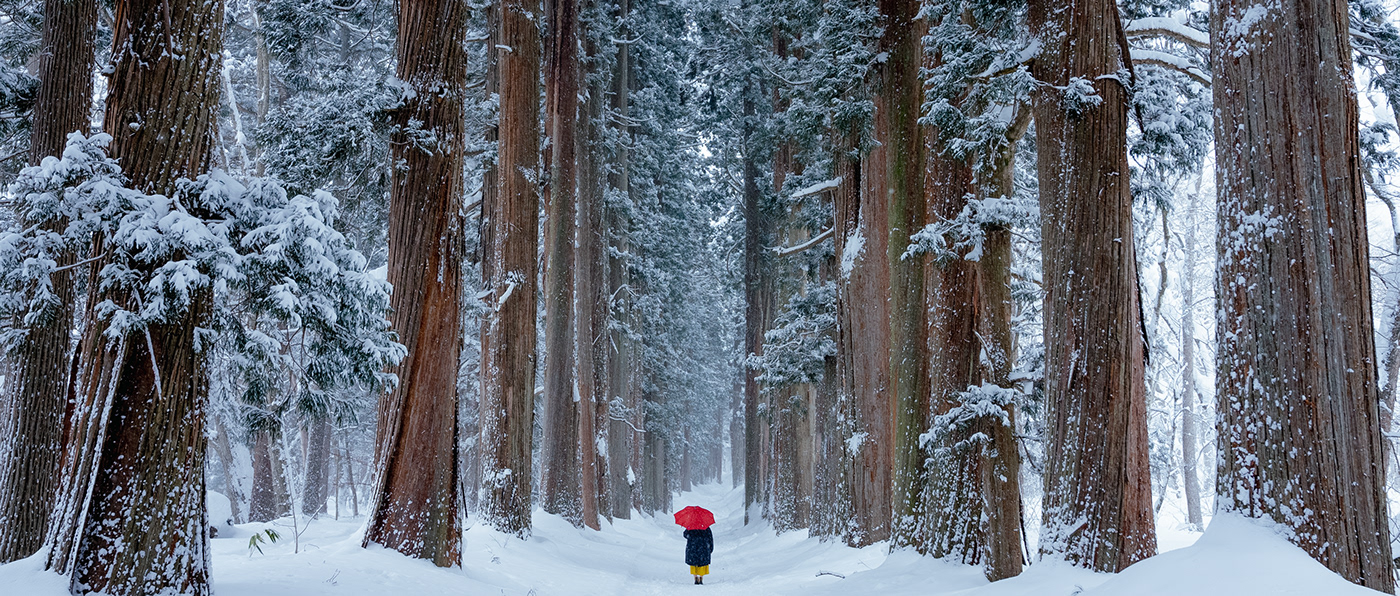 artwork japan Japanese Culture Landscape Nature Photography  snow Travel Tree  winter