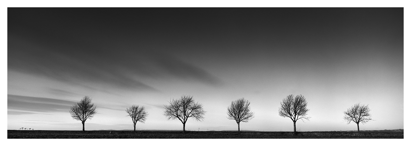 Gerald Berghammer | Row of Cherry Trees, Avenue, Weinviertel, Austria | Available for Sale