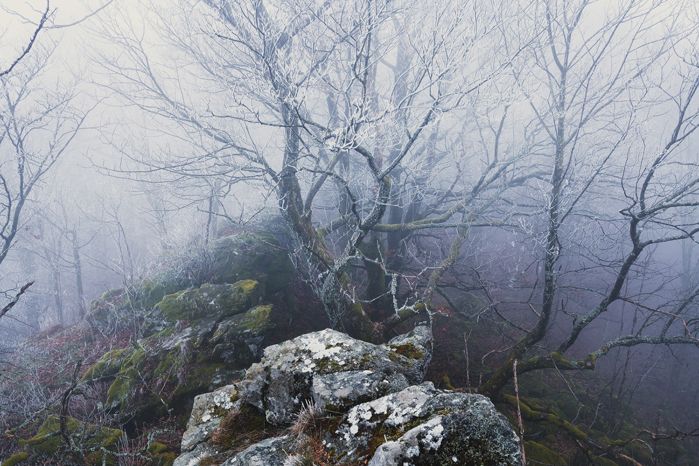 fog forest Grove Hike hoarfrost mountain Nature Treescape vanishing winter