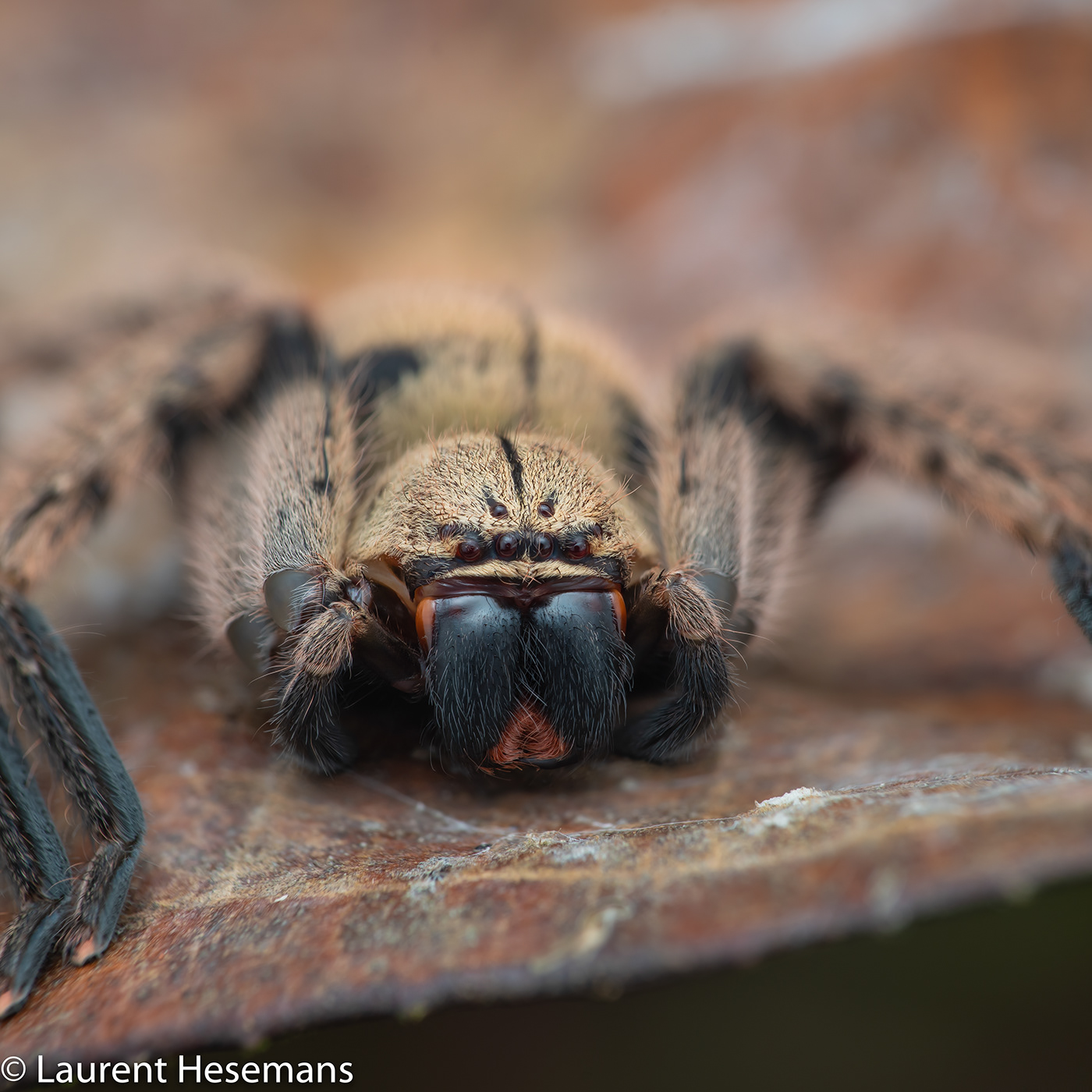 close up Costa Rica earthy Extreme Macro  macro Macro Photography Nature portait spiders wildlife