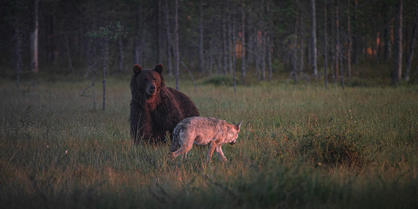 bear wolf wildlife finland art fine art Nature sunset Photography  Karhu susi luontokuva