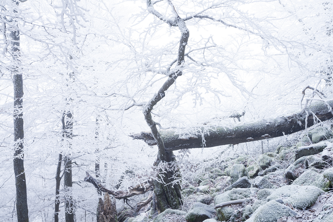 hoarfrost winter Nature Photography  Treescape mountain forest fog frozen snow