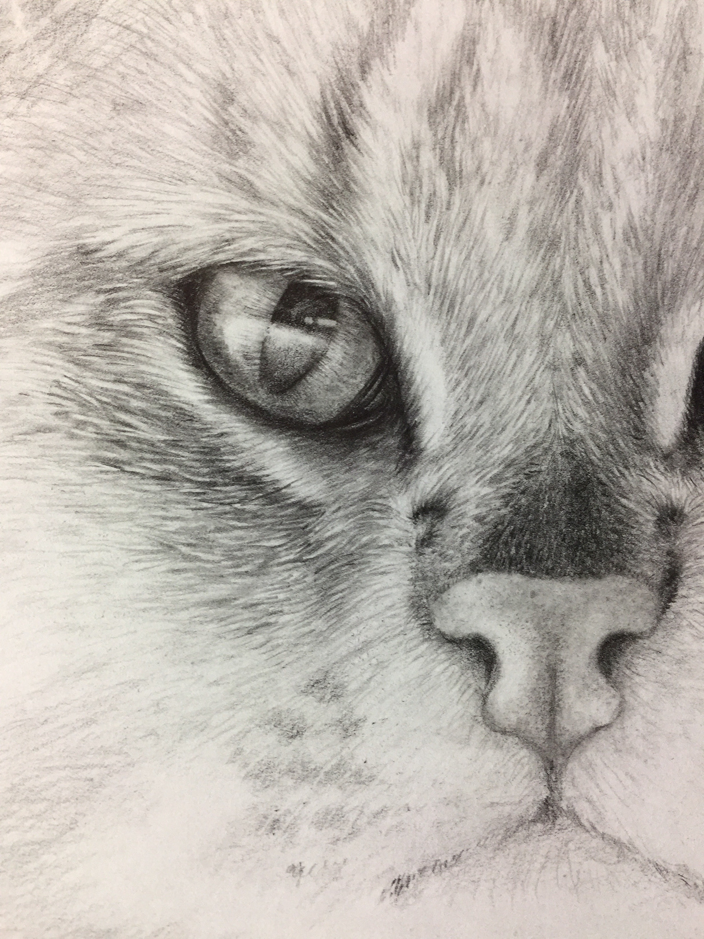 wildcat Pencil drawing animal art realistic ILLUSTRATION  graphite
