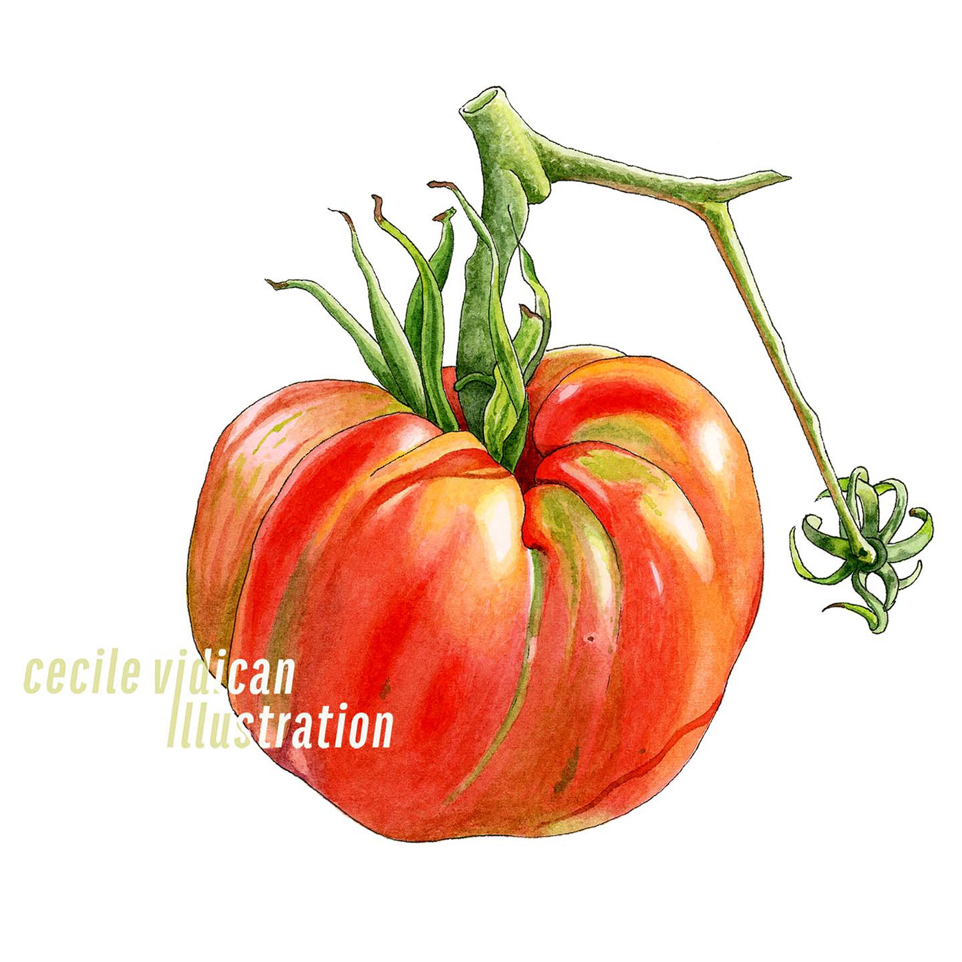 Tomato heirloom botanical illustration food art Art Director watercolor tomates gardening Illustrator Fruit