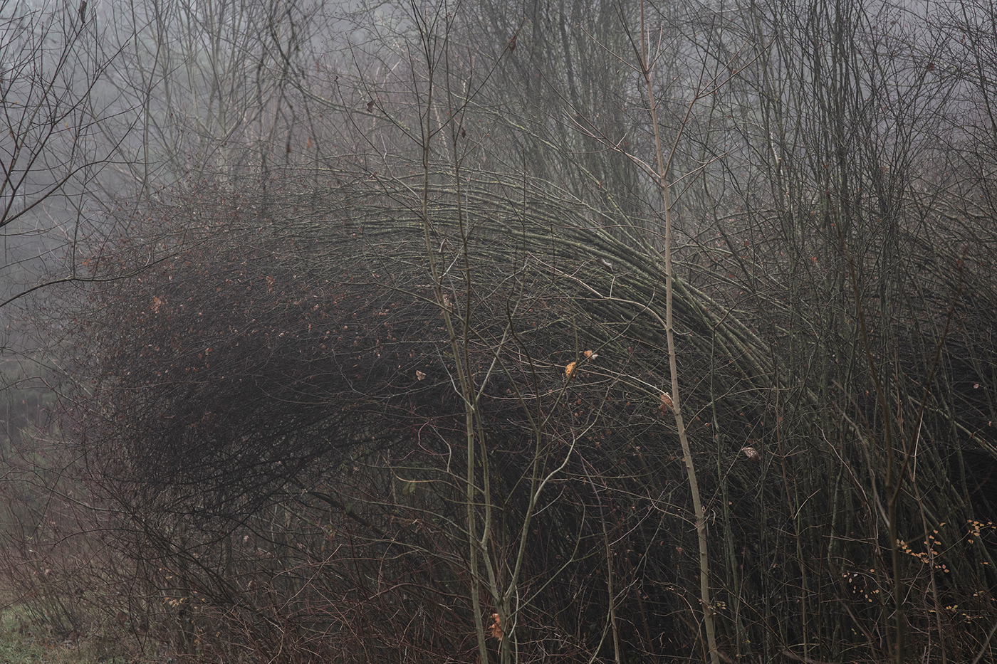 lietuva lithuania Landscape mist trees autumn Mindaugas Buivydas Fog landscape tree art fog
