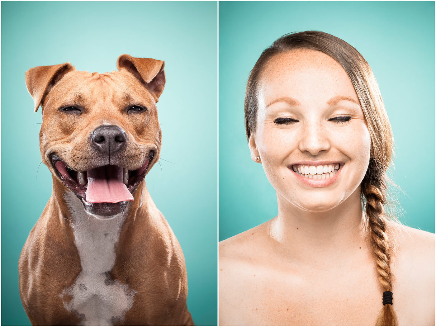 dogs dog dog portrait animal animal photography portrait photography