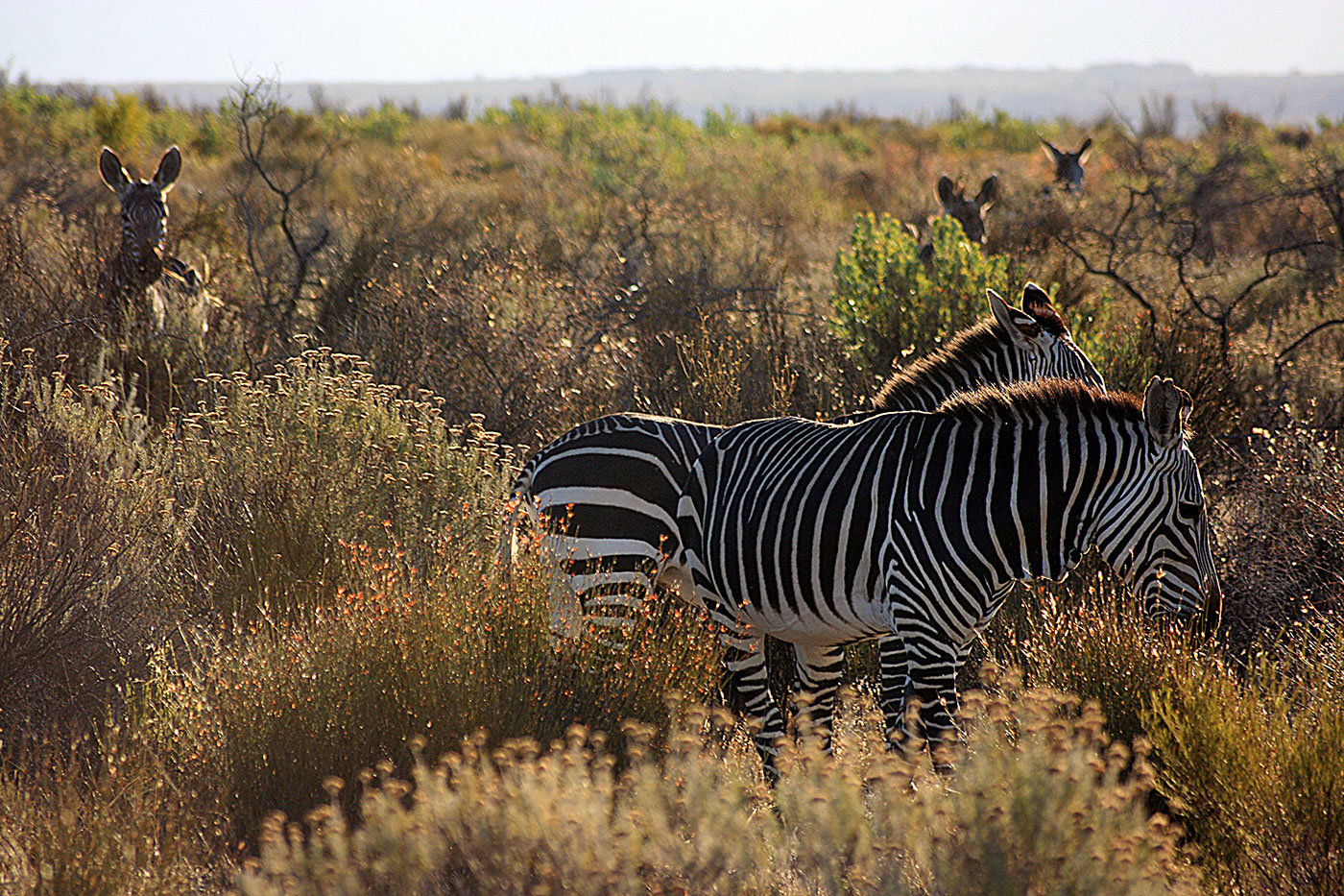 zebra Hartmanns Cape Mountain Bushells etosha Namibia Cedarberg south africa zebra and foal waterhole