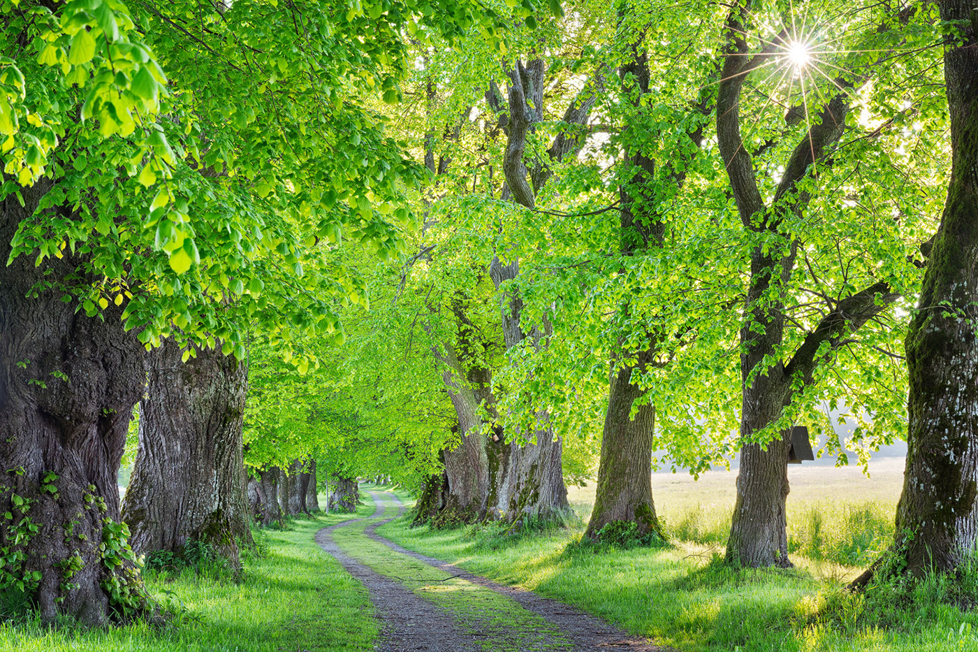 2021 in review Coast forest Landscape loneliness mountain Nature solitude Treescape life