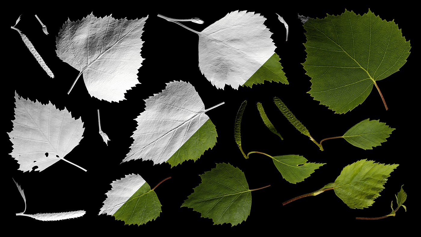 birch leaf leaves