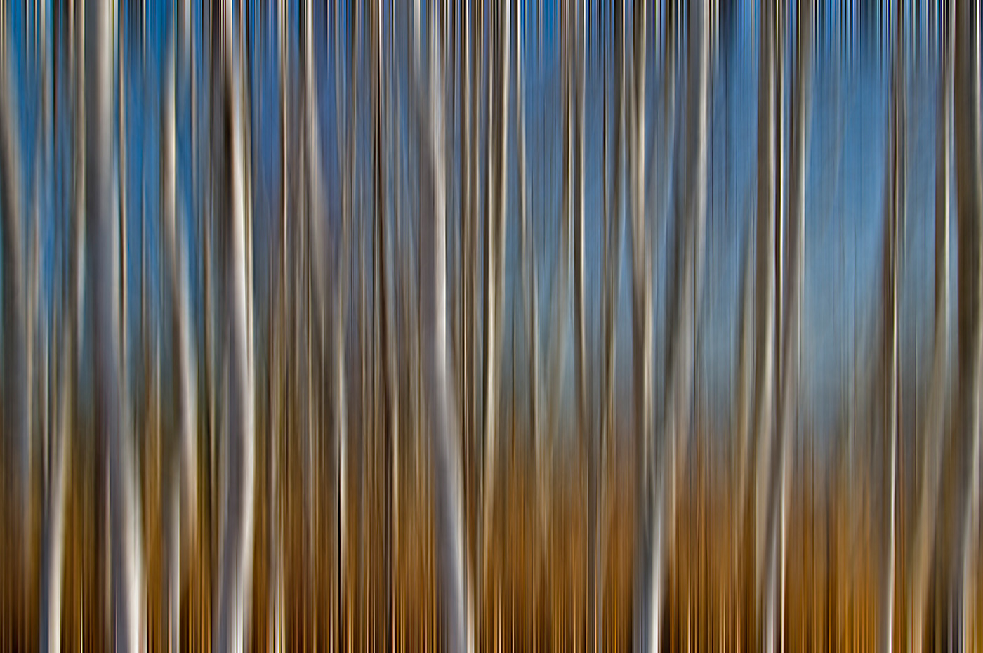 wood Tree  trees forest Nature Landscape Photography  Sharp