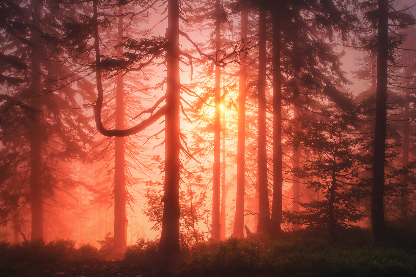 Bavaria Bayern Deutschland fog forest germany nebel wald wood