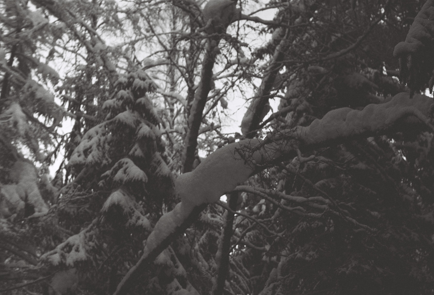argentique film photography black and white trees Landscape Nature neige hiver paysage dark ecology