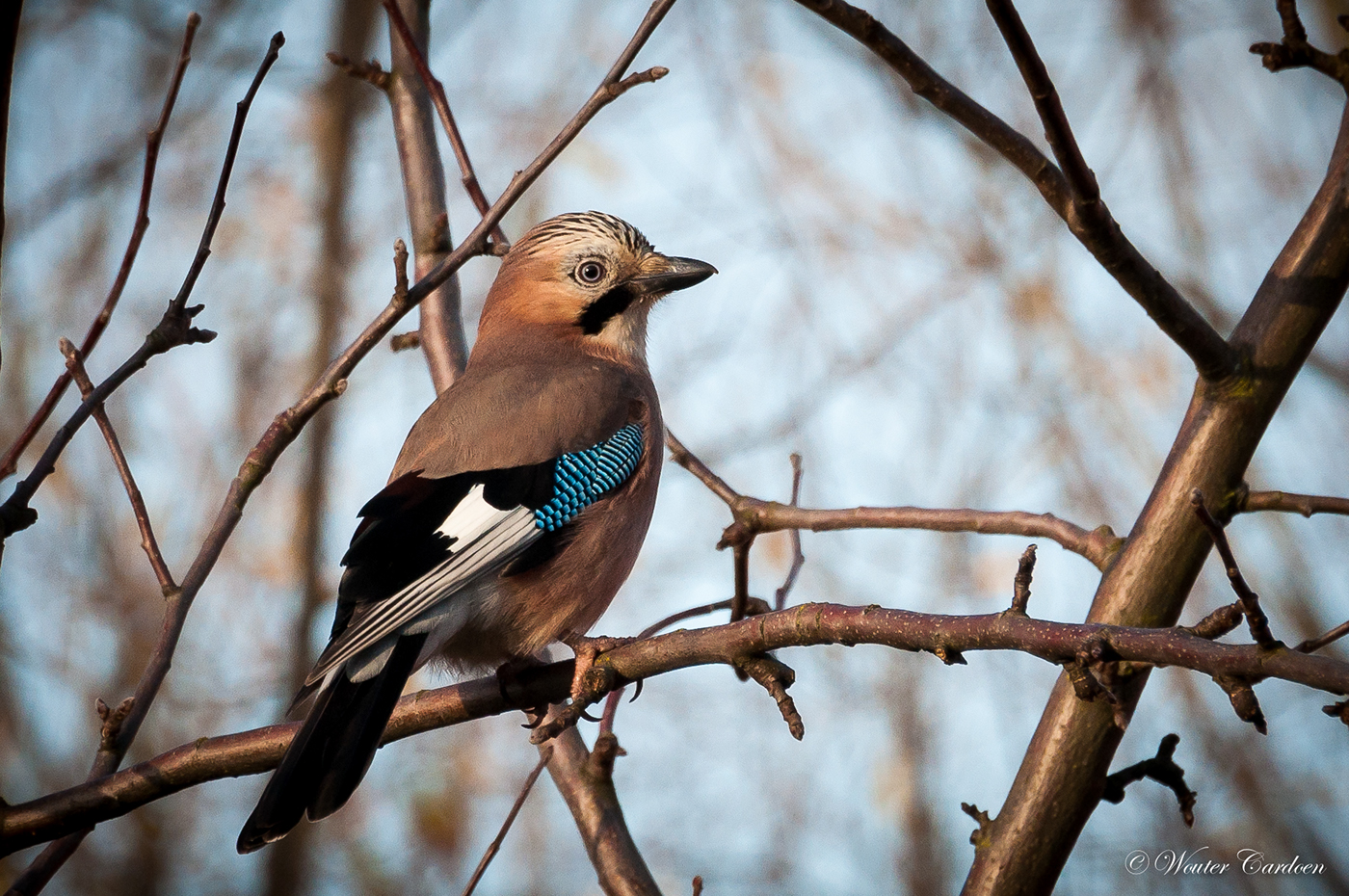 Природа сойка. Со́йка garrulus glandarius. Сойка garrulus glandarius. Сойка обыкновенная. Garrulus glandarius glandarius.