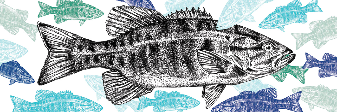 Hand drawn fish illustration in pen and ink for beer can label 