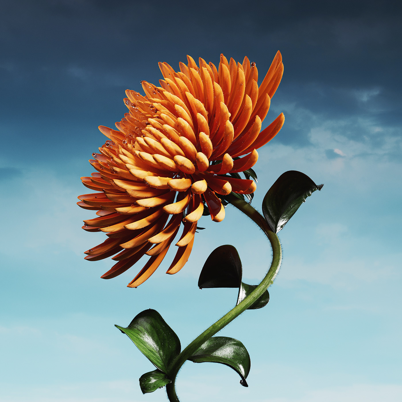 3D c4d cinema 4d color Digital Art  floral Flowers octane redshift Render