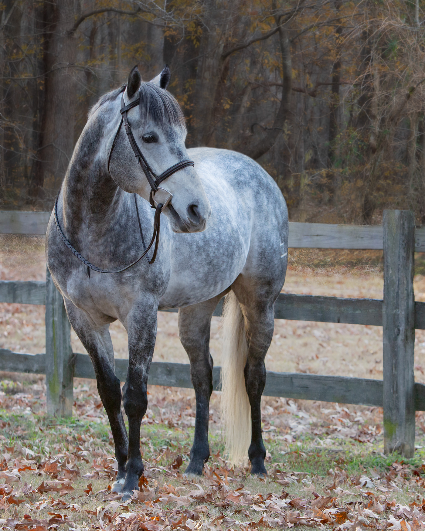 horse Pet equine equestrian animal