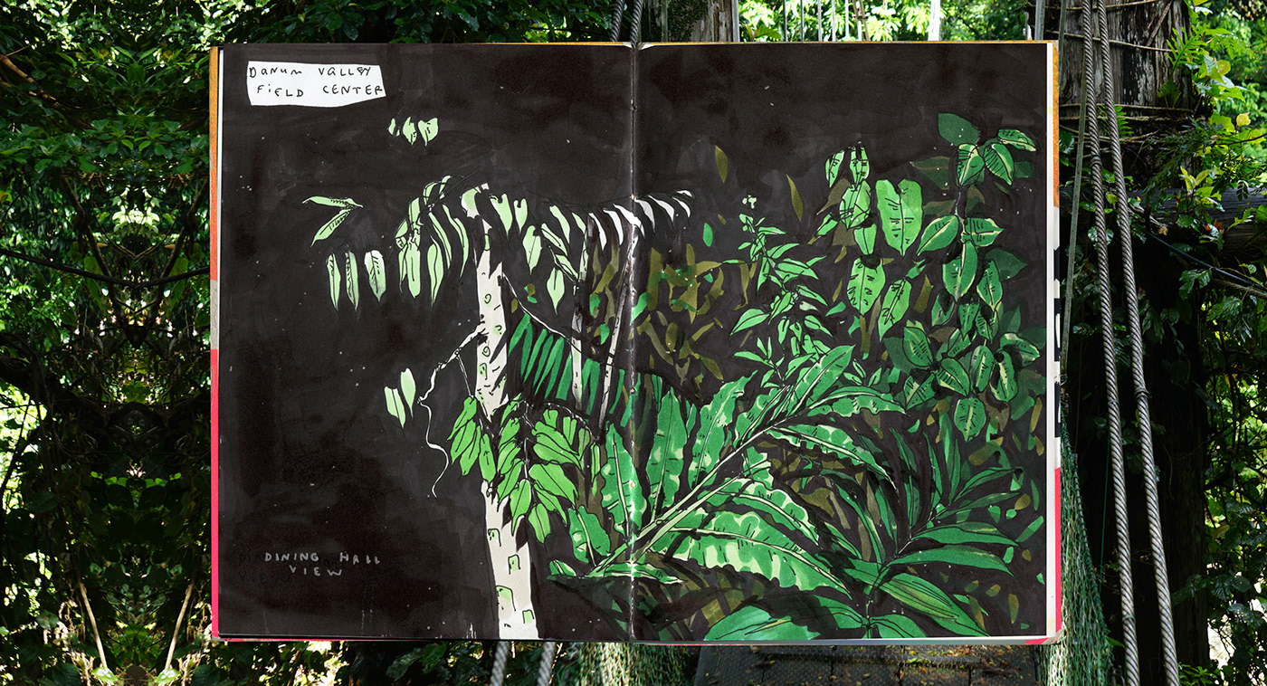 Drawing  hornbill proboscis monkey rainforest sketch Tropical wildlife drawing