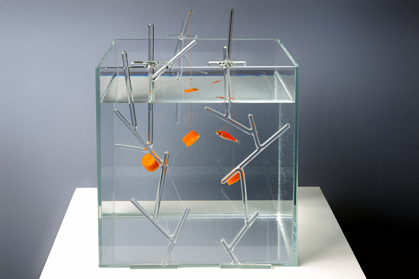 aquarium fish luxury equipments interiordesign glass design glass sculpture aquatic design