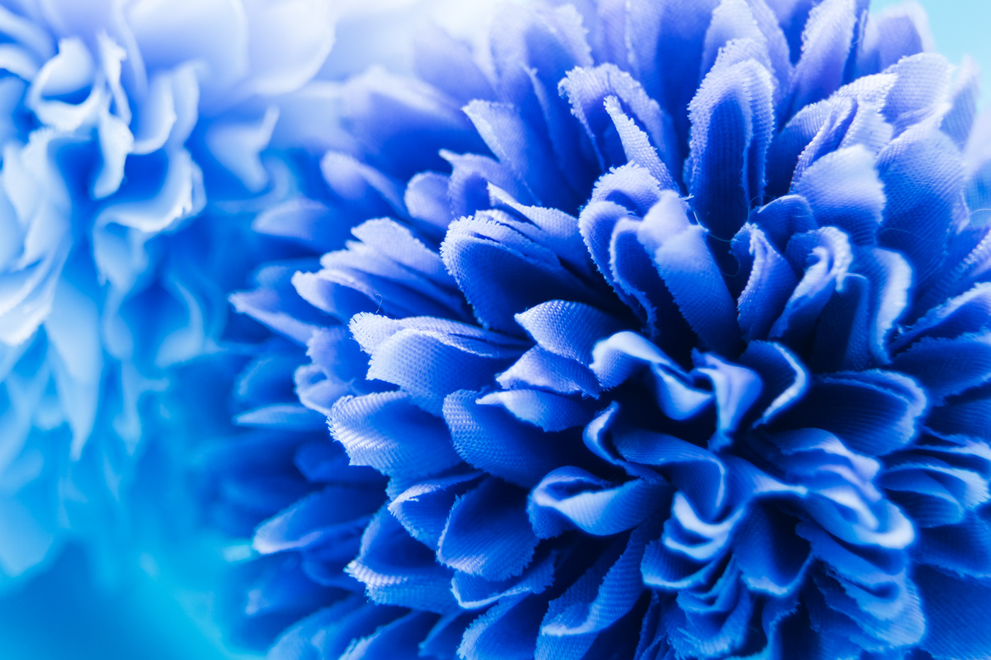 blue color colorful flower macro