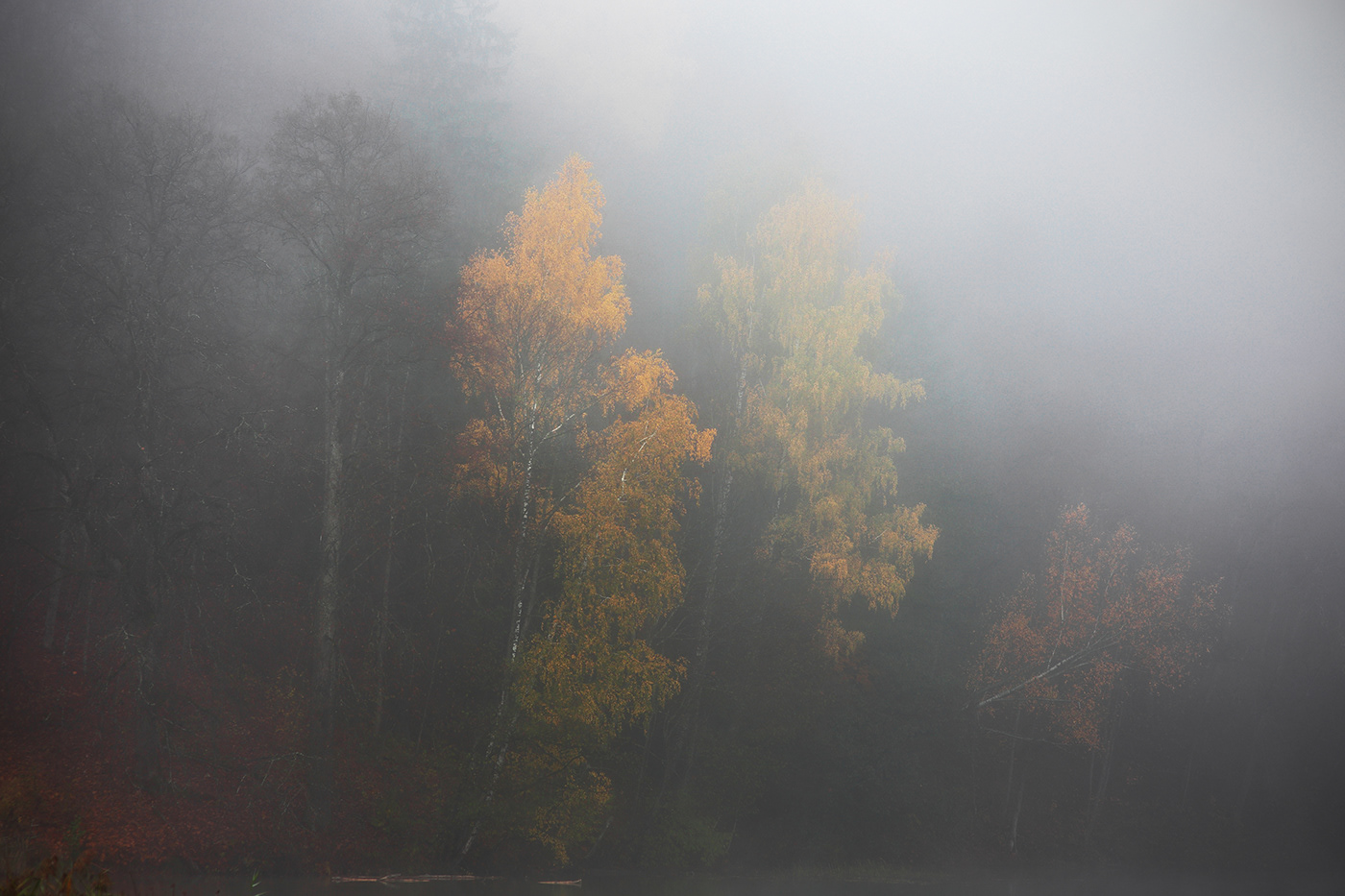 autumn fog lietuva lithuania Mindaugas Buivydas mist Nature Photography  trees