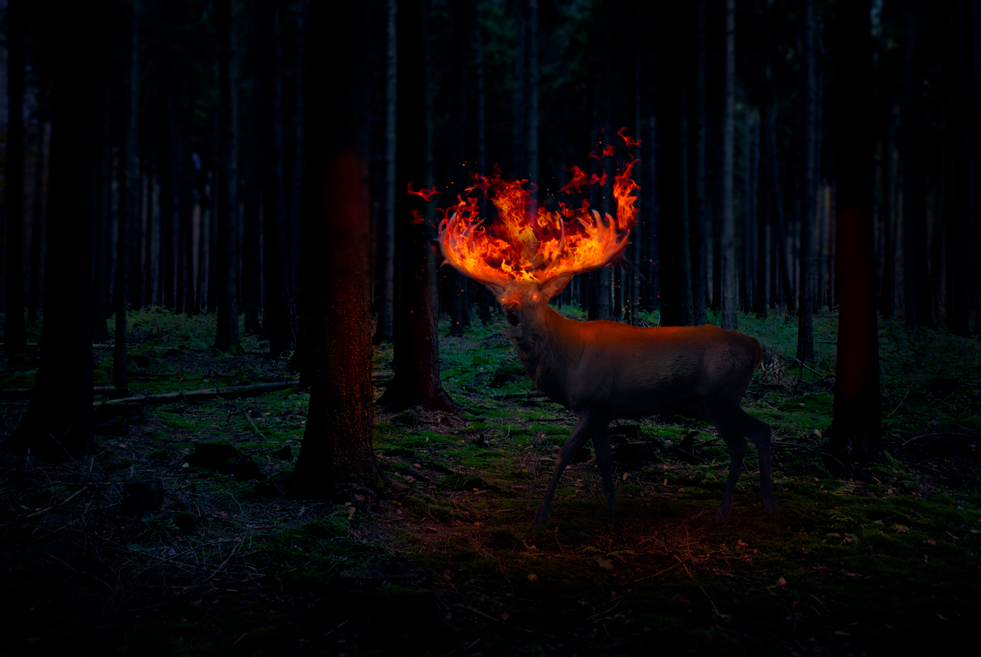deer forest fire Flames manipulation retouching  creative