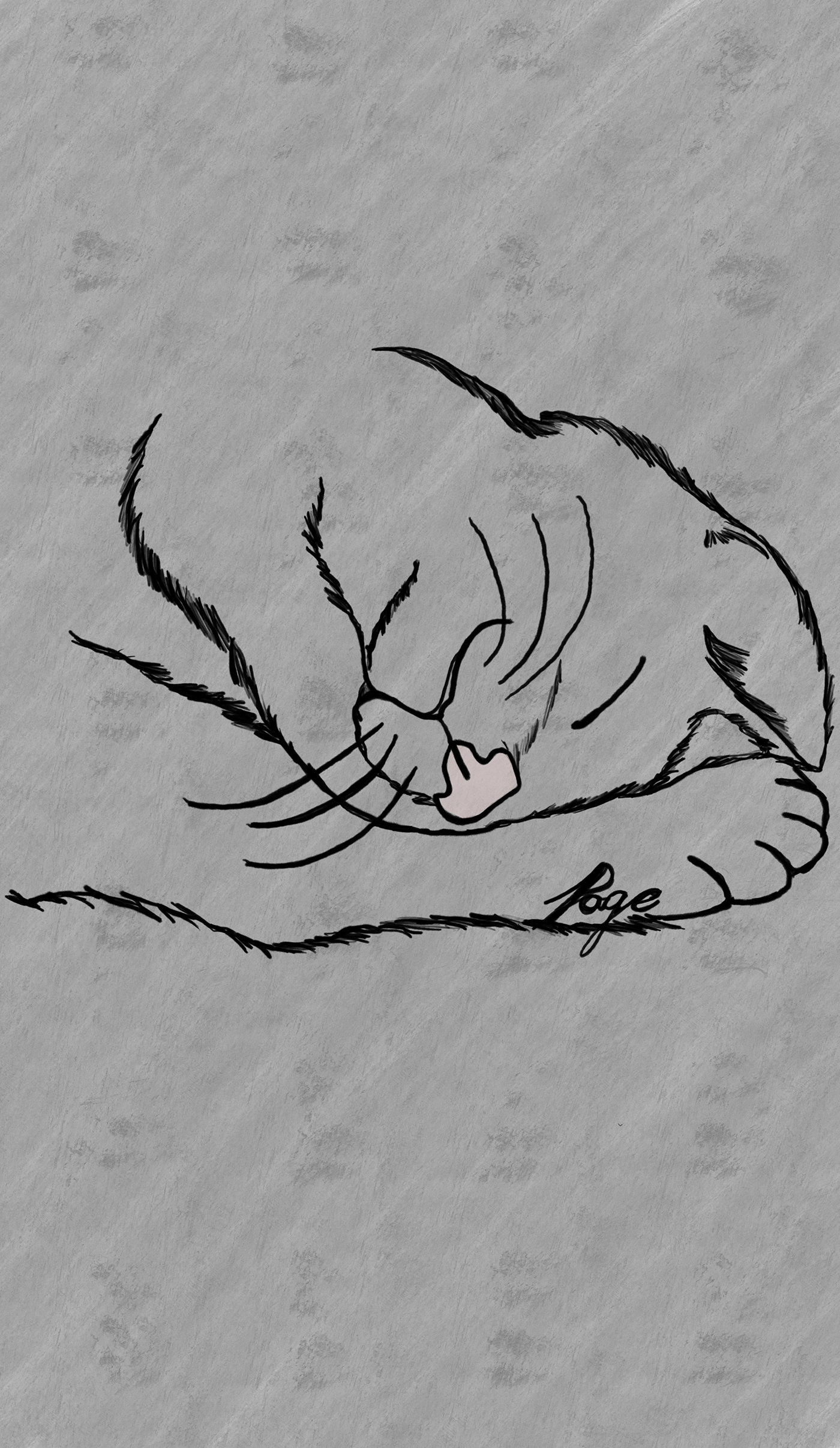 cats pentacles tarot deck Drawing  art ILLUSTRATION  design Student work