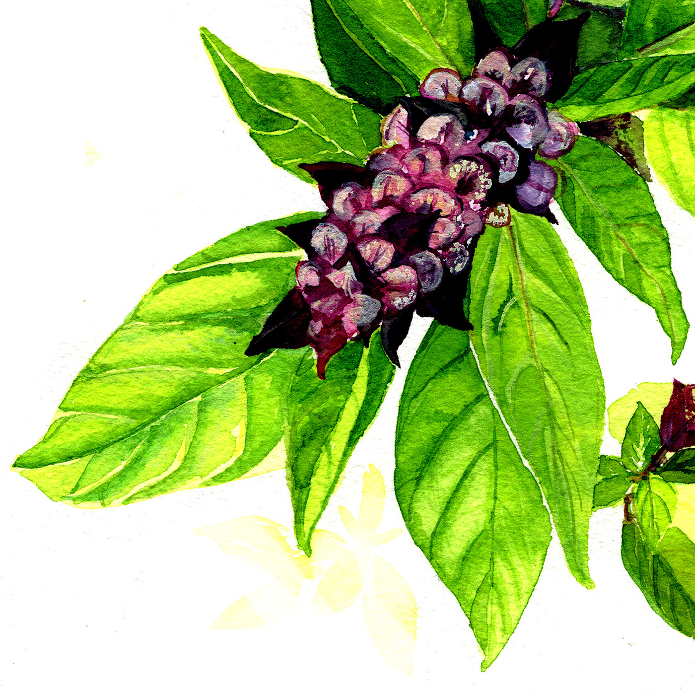 Basil botanical botanical herb botanical illustration Food  Herb painting   Plant Thai Basil watercolors watercolour