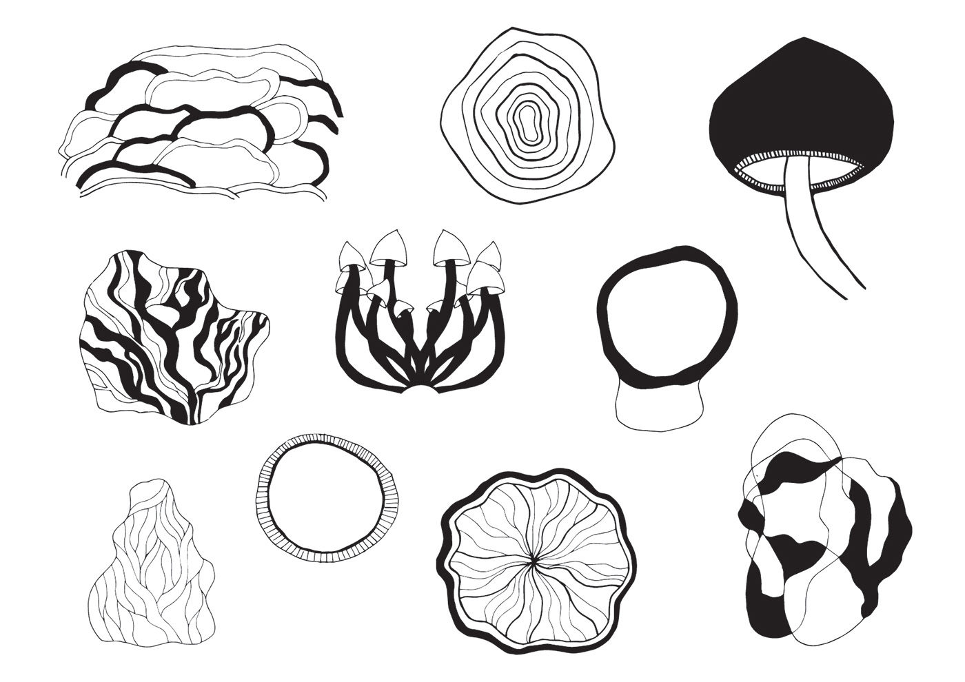 collage esporas Fungi hongos longinotti microscopio morfologia setas universosexpandidos