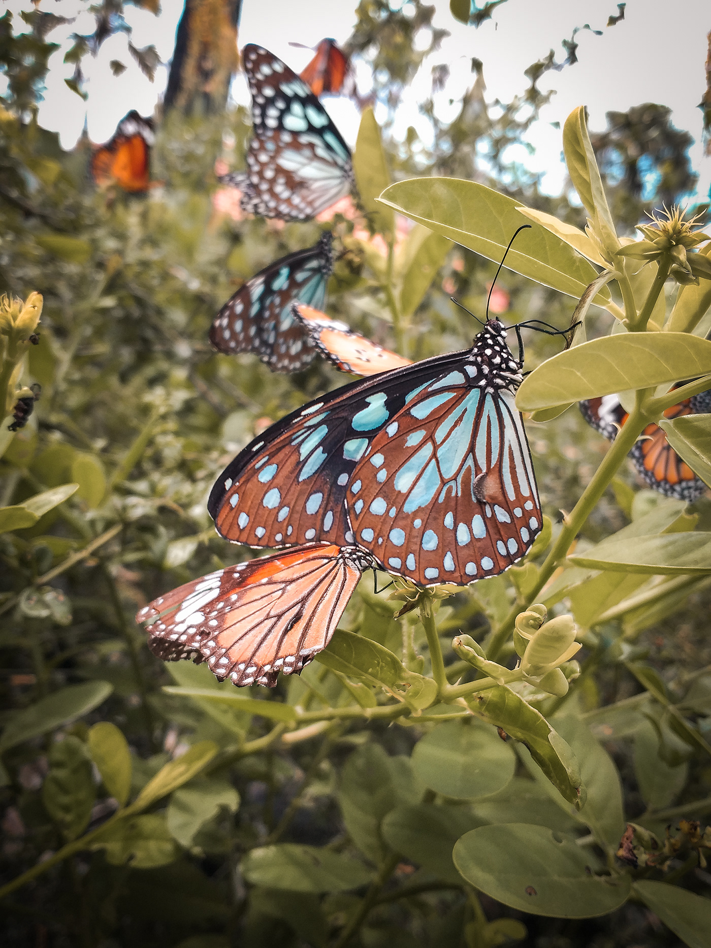 butterfly jaffna Sri lanka Nature Photography  beauty KR Thanusan