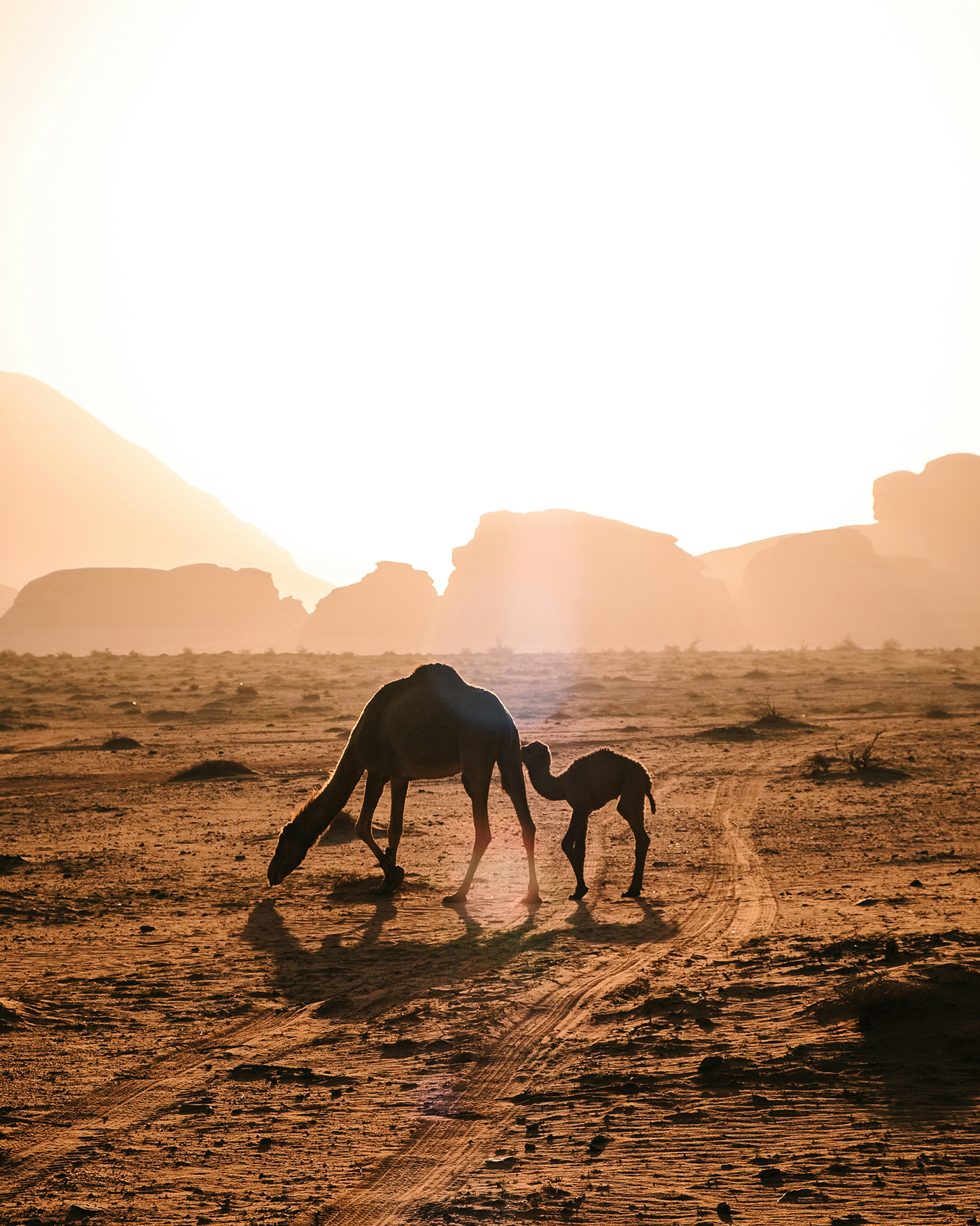 desert camel sand Landscape photographer Nature mountains sunset DSLR camera photo