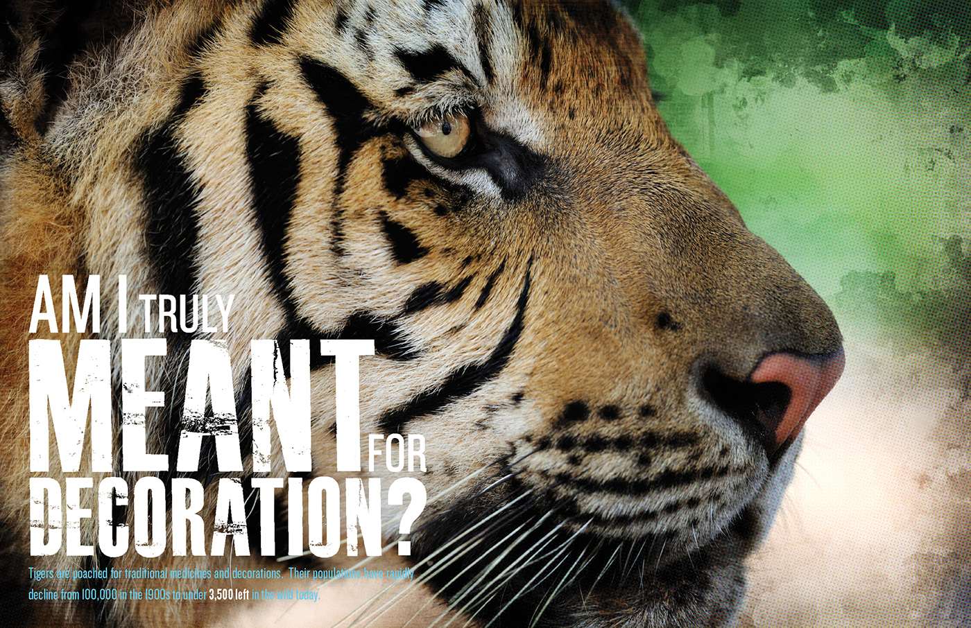 tiger cute animal - HD Desktop Wallpapers | 4k HD