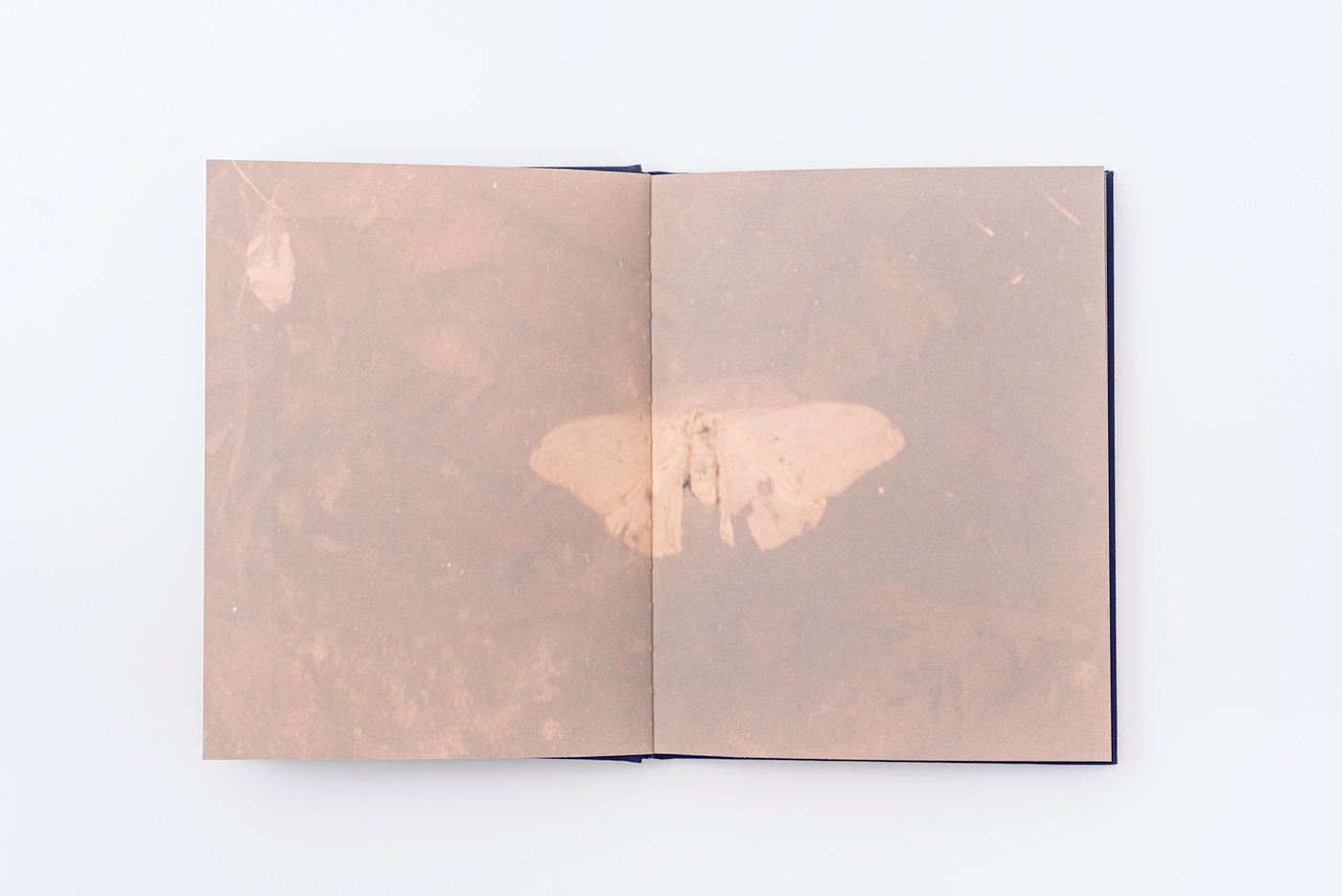 artbook book design butterflies Nina Gregier photobook Photography  photography book silvia pogoda