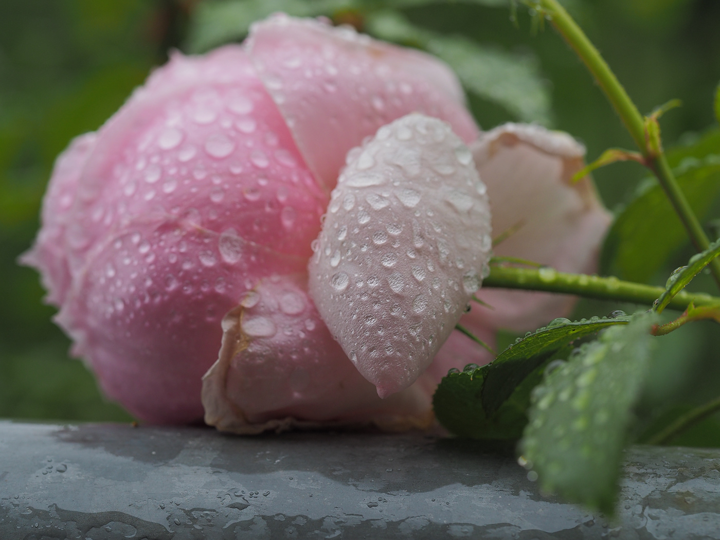 flower Henning klaus klausshenning Nature rose september