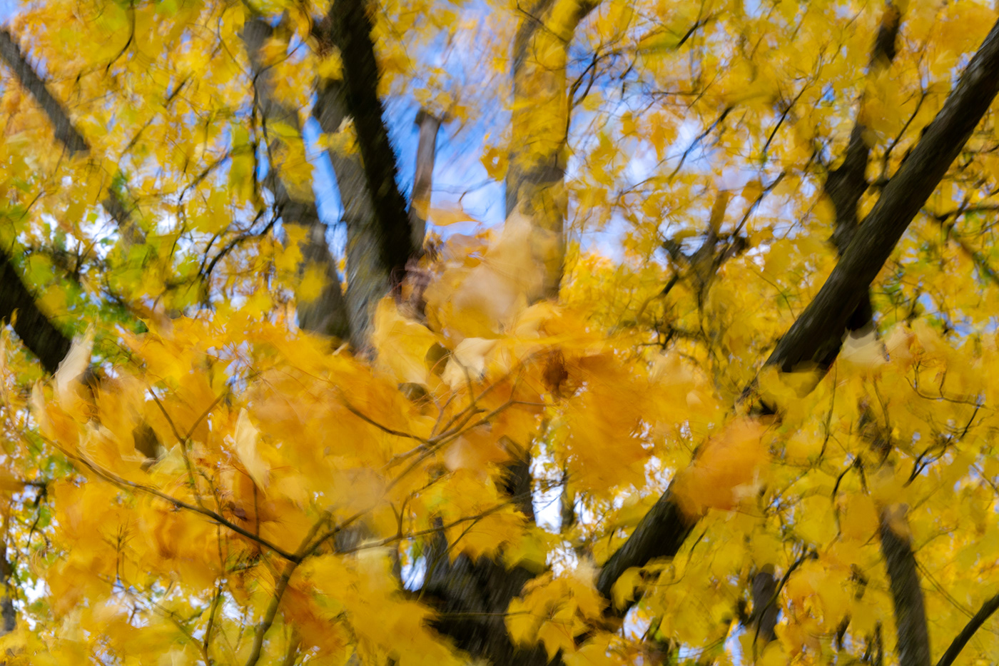 Nature trees autumn wind yellow ICM