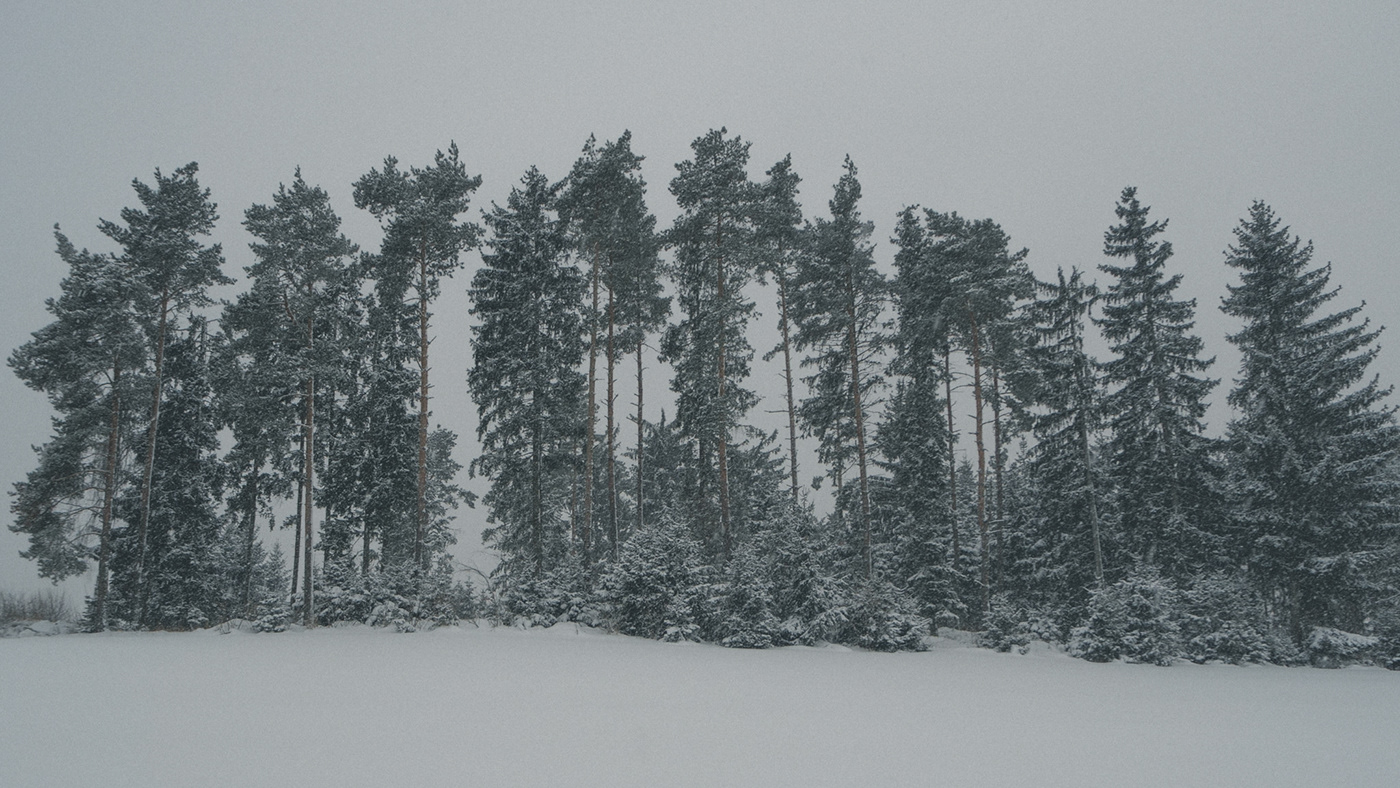Waldviertel wald mystisch Mystic winter schnee