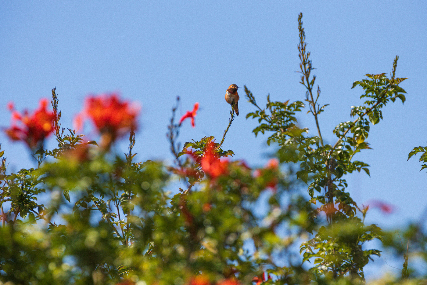 bird Nature Landscape Travel Photography  hummingbird colibri aves pajaros birds