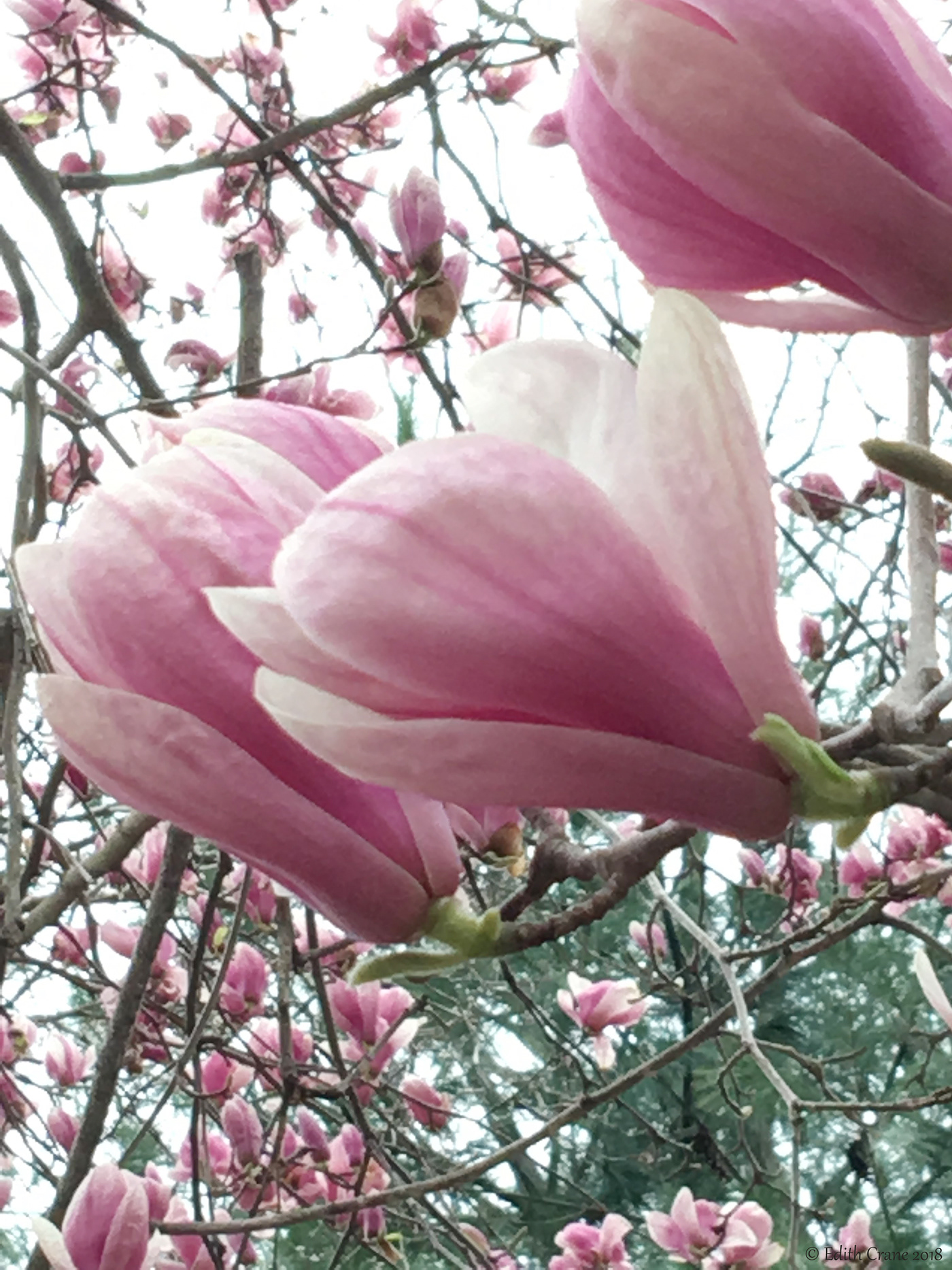 magnolia botanical photography spring flower bloom beauty pink Nature Flora close-up