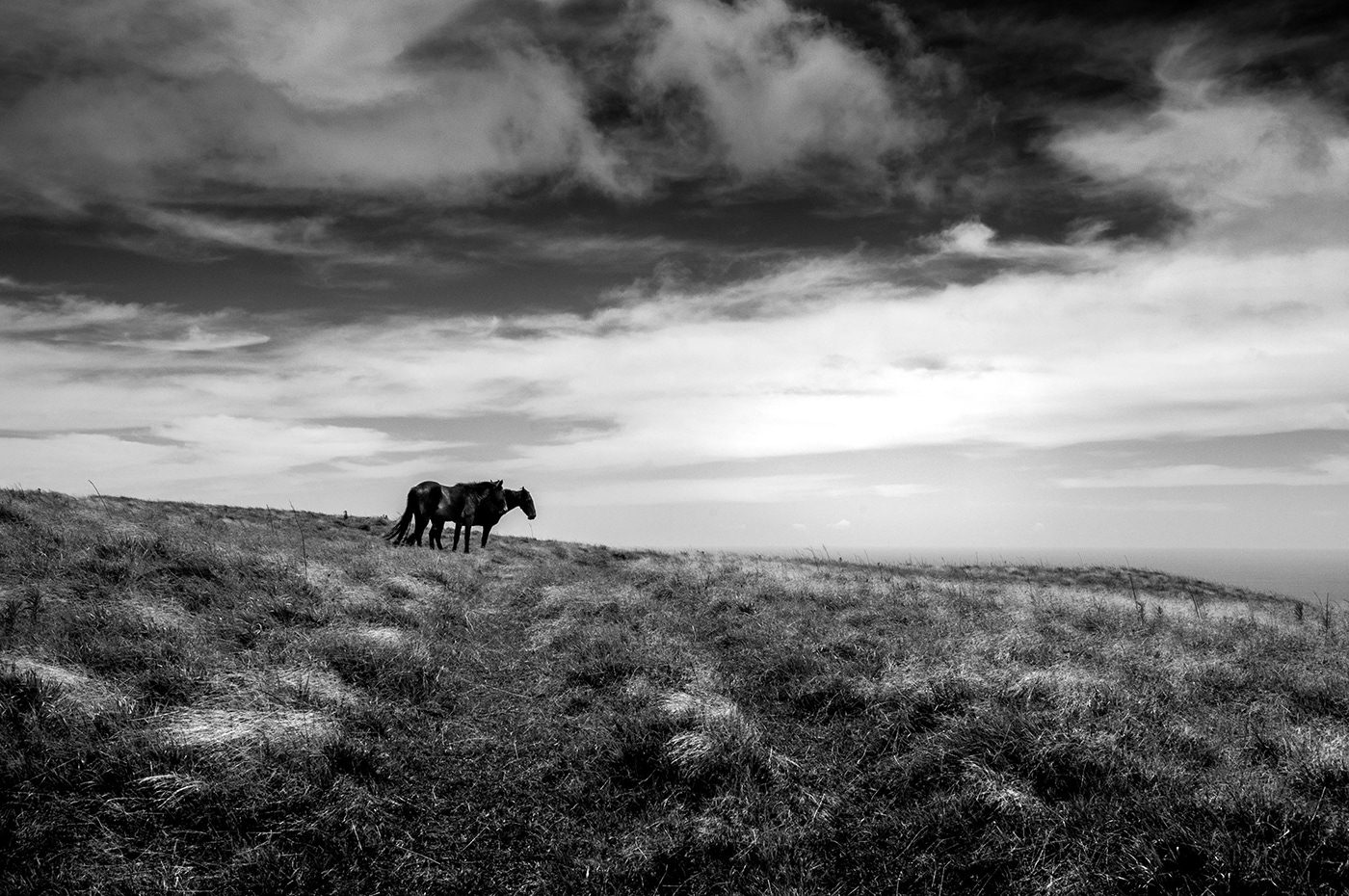 black and white chile easter island fine art horse South America Travel travel photography wildlife