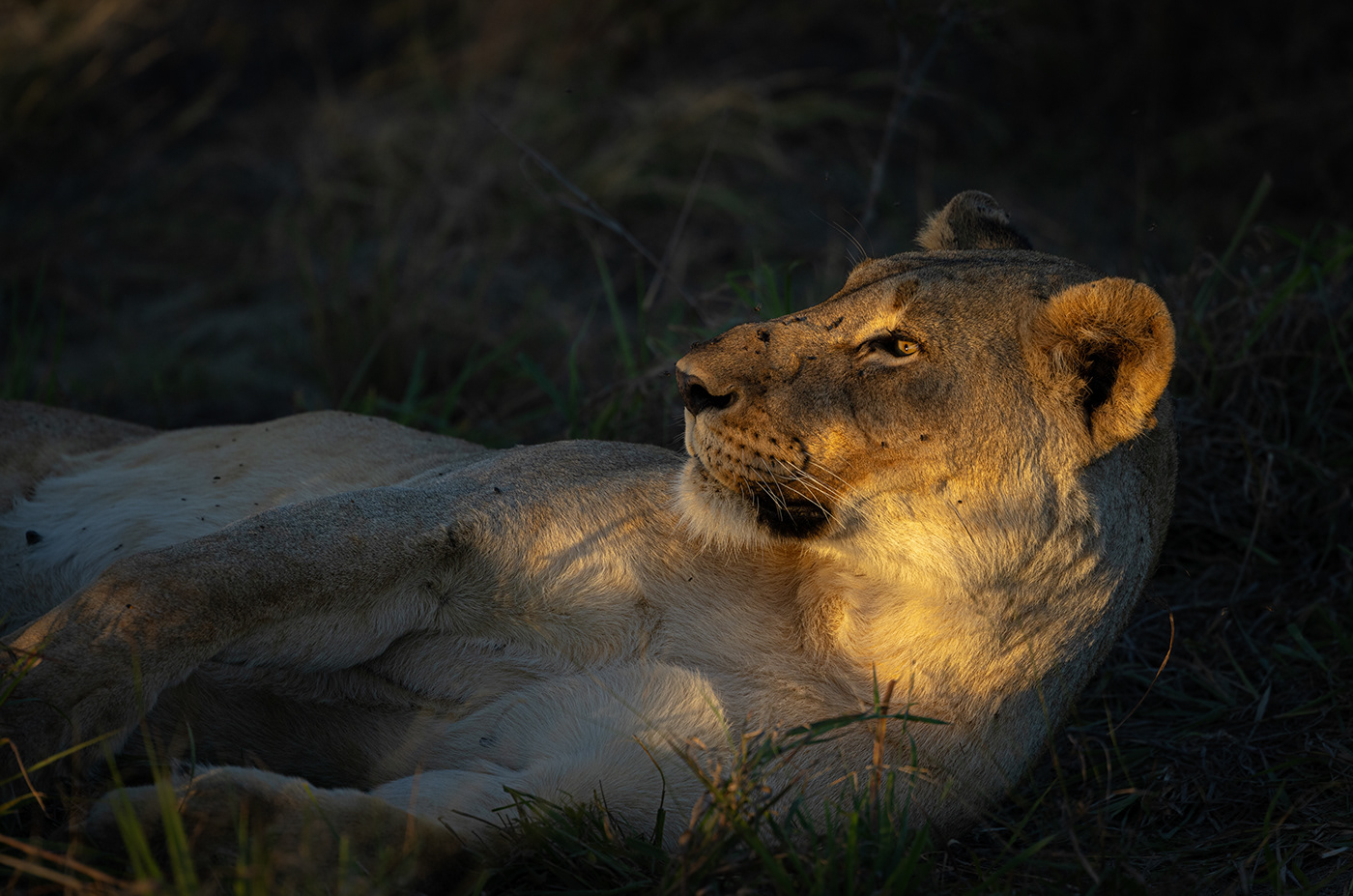 big cat lion wildlife Nature Sun Sunrays light portrait africa grassland