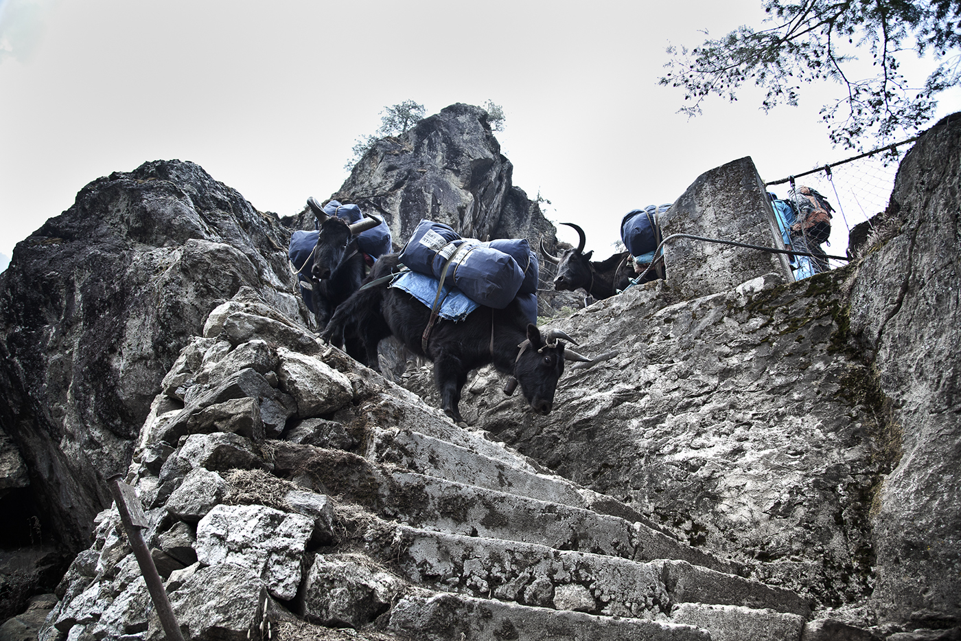 yak himalaya nepal Khumbu