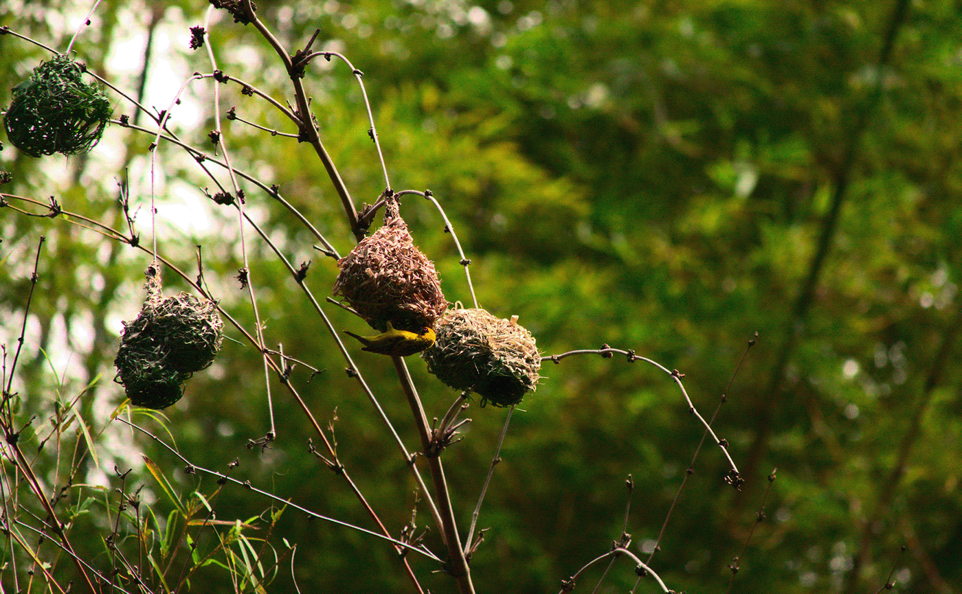 animal bird birds la réunion Nature nature photography oiseau Photography  reunion island wildlife